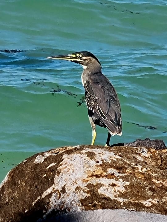 Strand Lagoon Attitude - Adults only