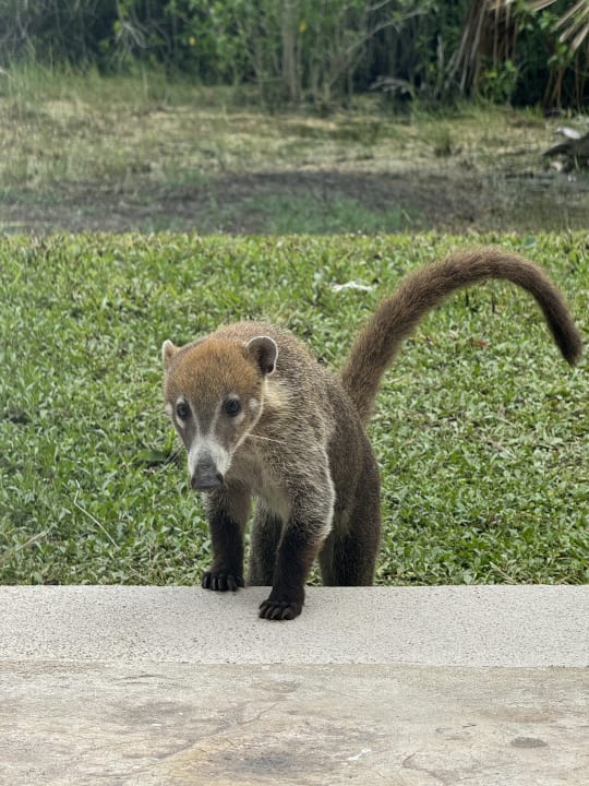 Gartenanlage BlueBay Grand Esmeralda