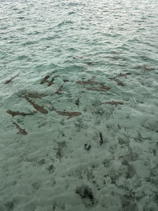 Strand Centara Ras Fushi Resort & Spa Maldives