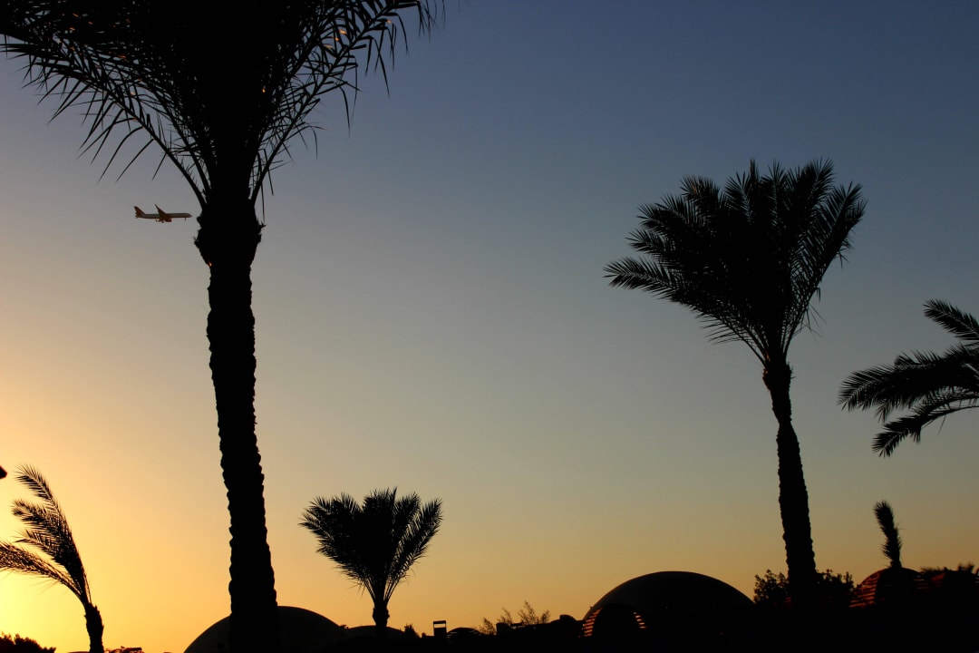 Закат Desert Rose