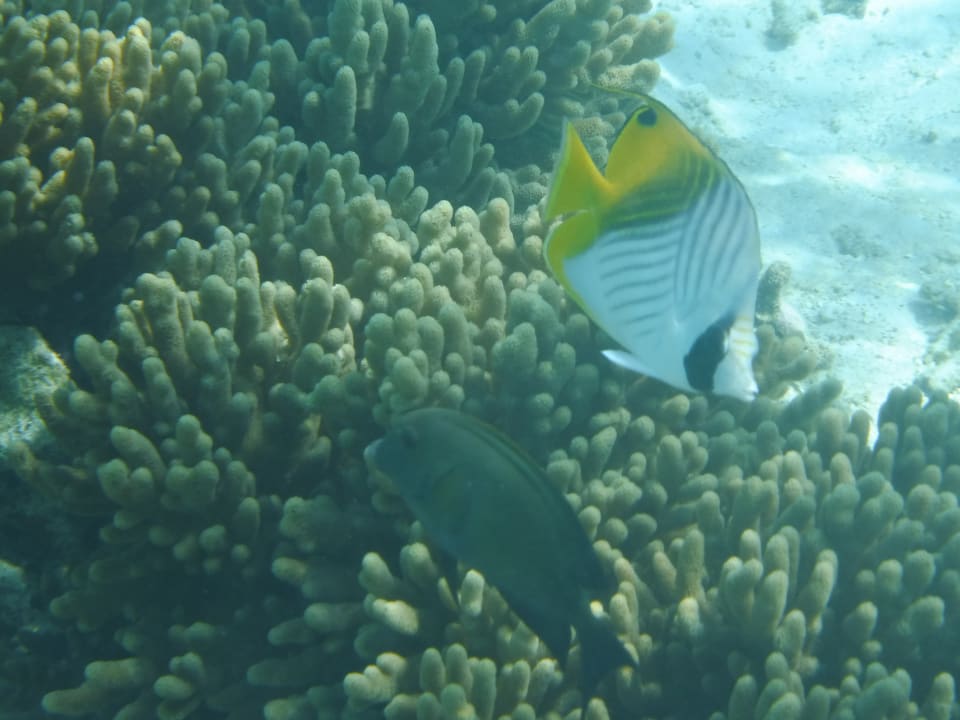 Sport & Freizeit Thulhagiri Island Resort