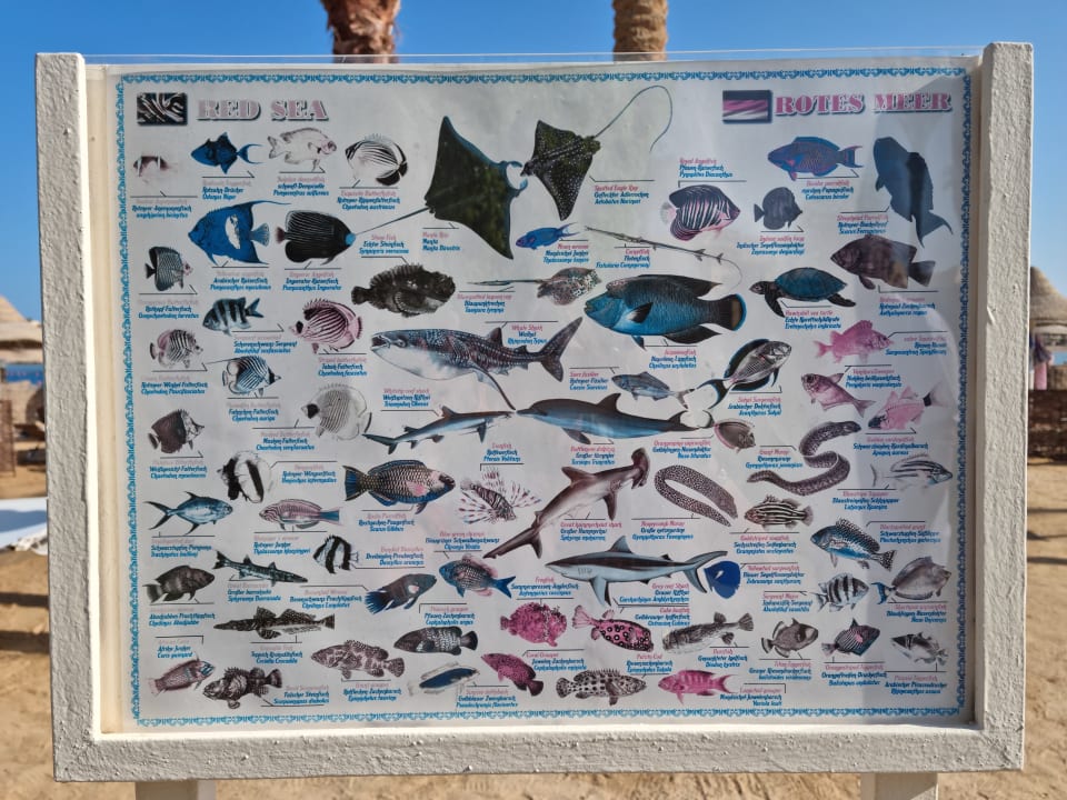 Sonstiges Steigenberger Coraya Beach - Adults only