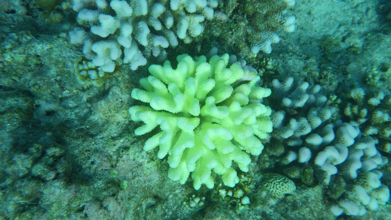 Relativ intakte Korallen Kuramathi Maldives