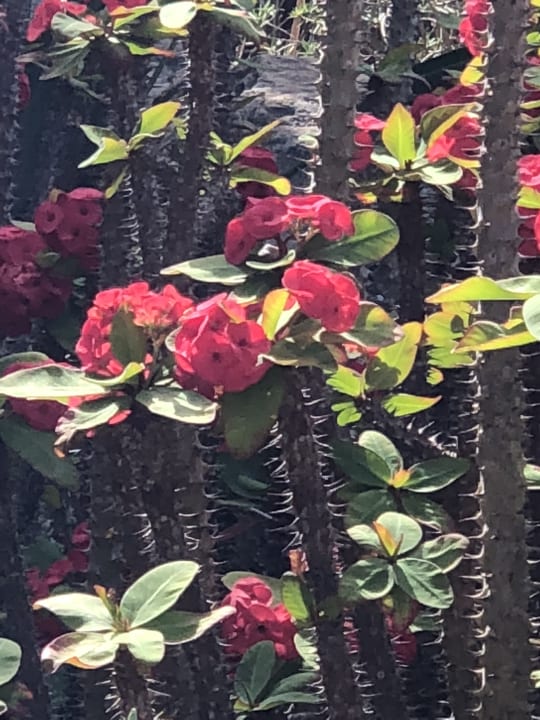 Gartenanlage Salobre Hotel Resort & Serenity