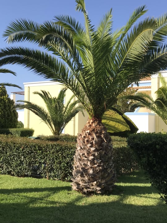 Gartenanlage Corali Hotel