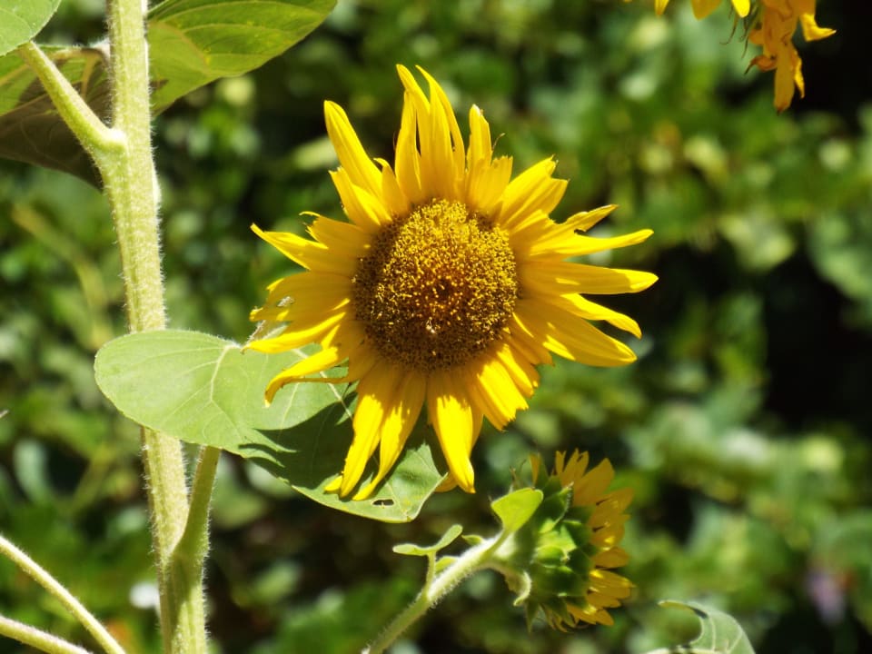 Sonnenblume Kalahari Anib Lodge