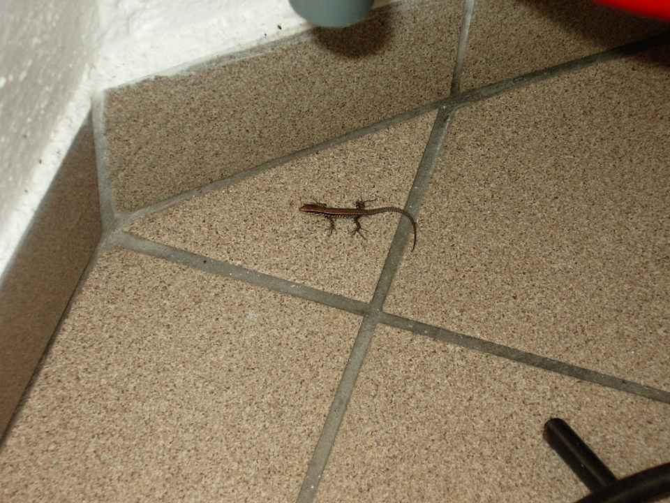 Die in der Beschreibung erwähnte Eidechse Panoramahotel Fohlenhof