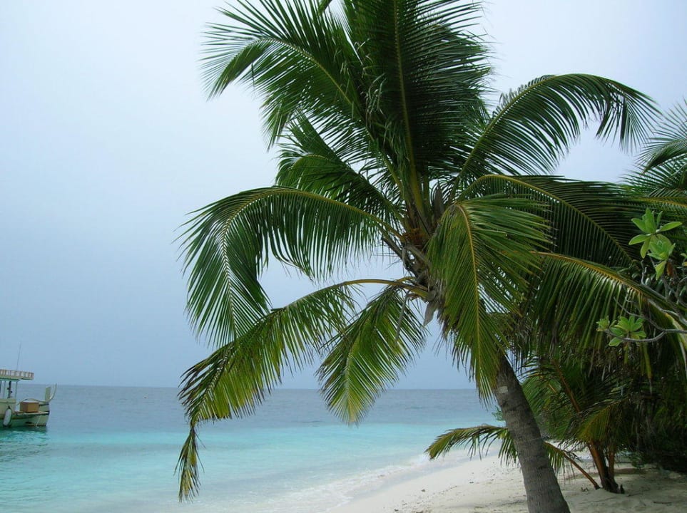 Palme am Strand Adaaran Club Rannalhi - All Inclusive