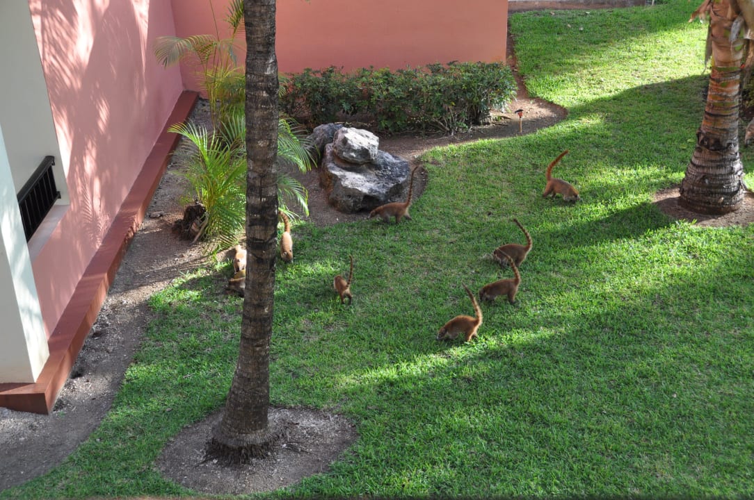 Klaubande auf Futtersuche Hotel Riu Tequila