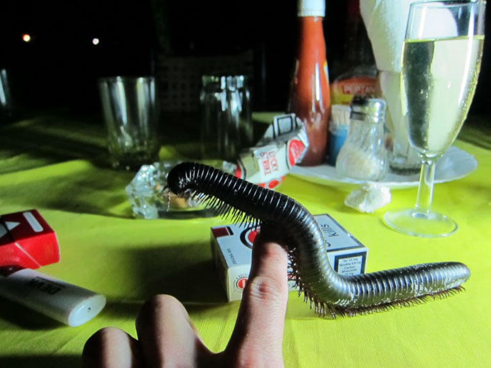 Tausendfüssler Hotel Southern Palms Beach Resort