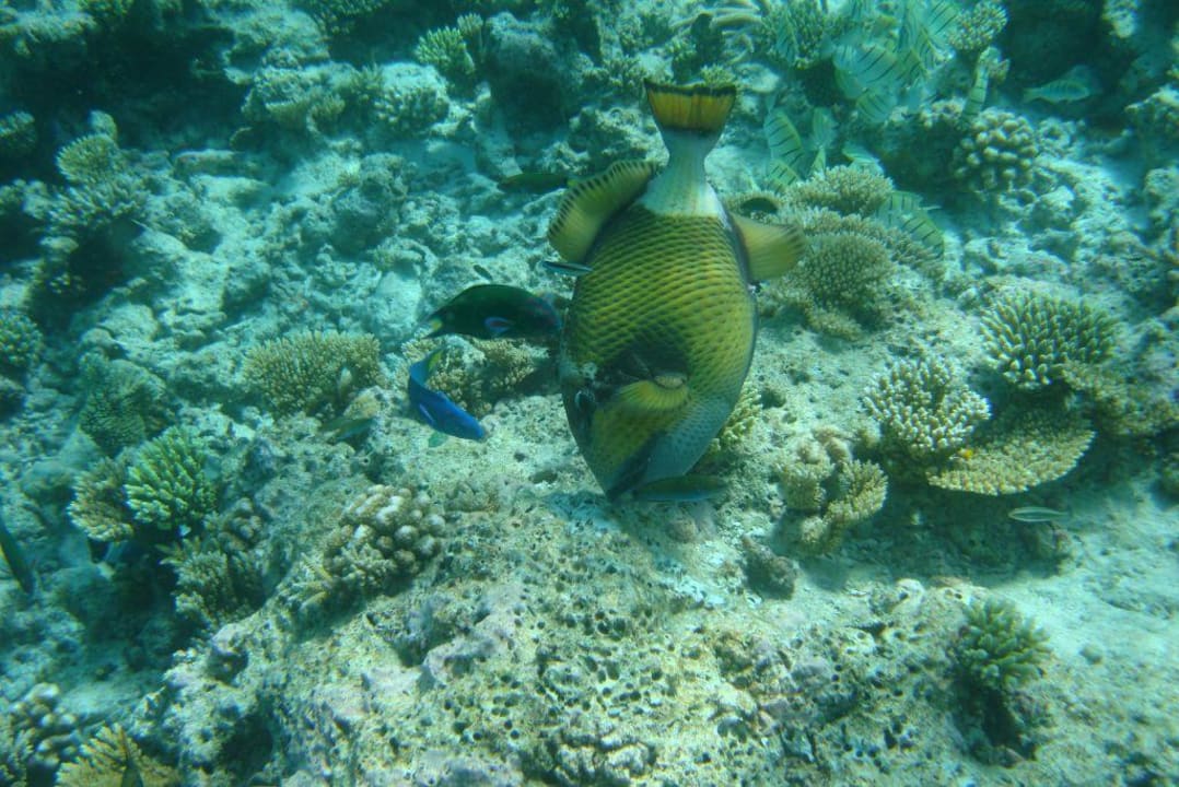 Hausriff Angaga Angaga Island Resort