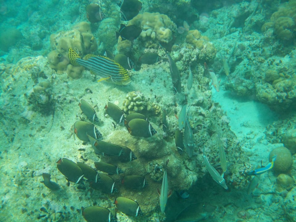 Hausriff NH Collection Maldives Reethi Resort