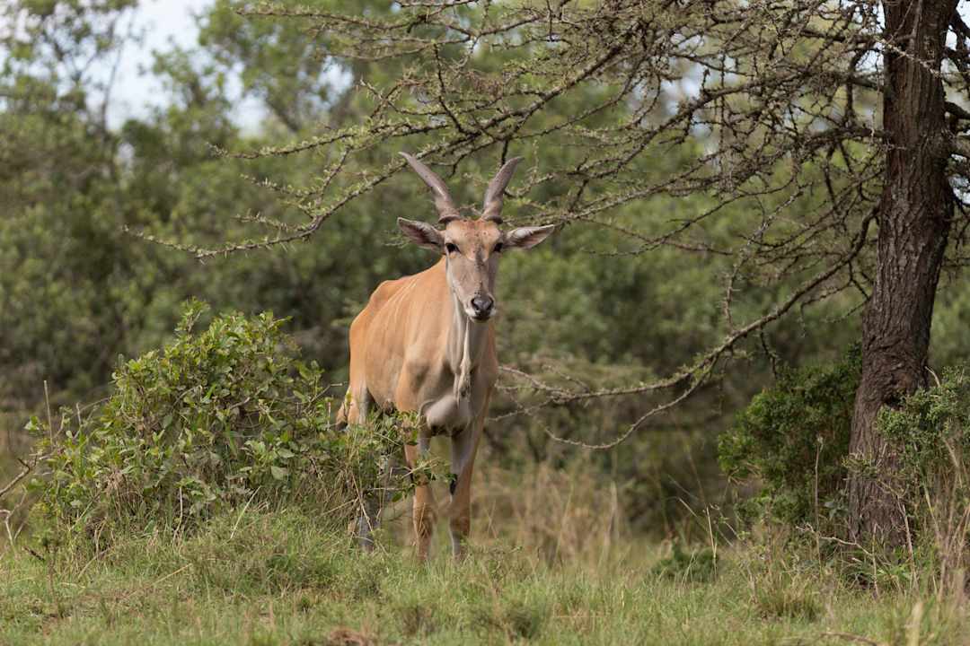 Antilope in der Gartenanlage Royal Mara Safari Lodge