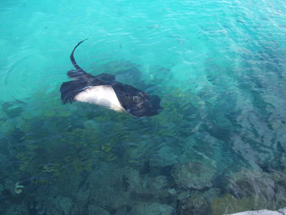 Rochen Summer Island Maldives