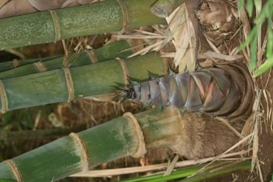 Riesiger Bambus im Garten des Boko Boko Boko Boko Porini Farm- and Guesthouse