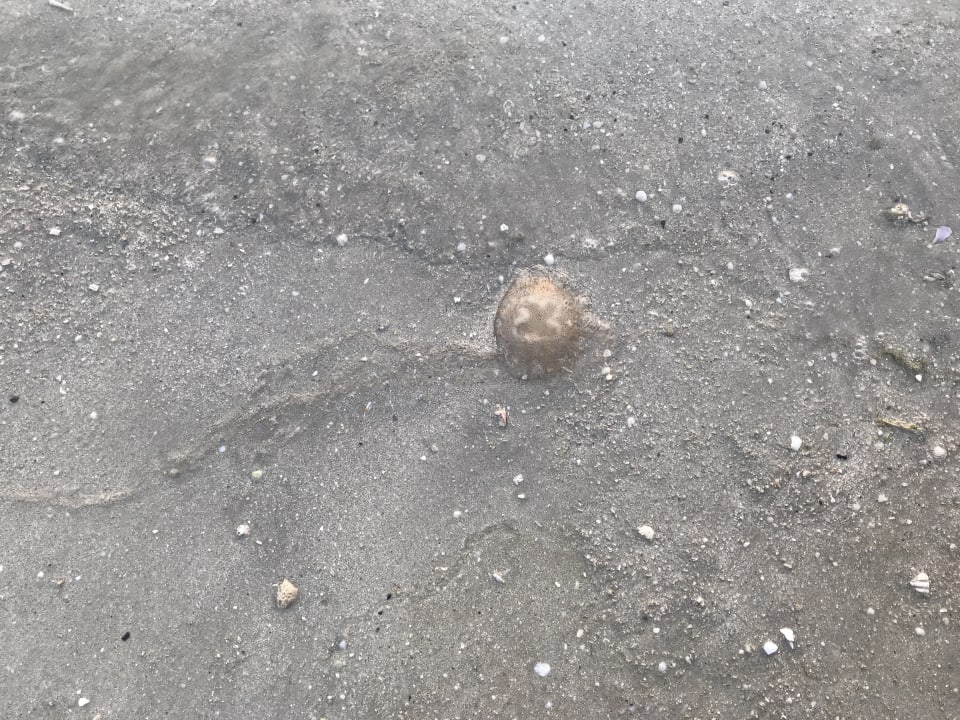 Strand Anantara The Palm Dubai Resort