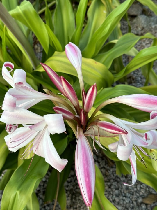 Gartenanlage Le Domaine de l'Orangeraie