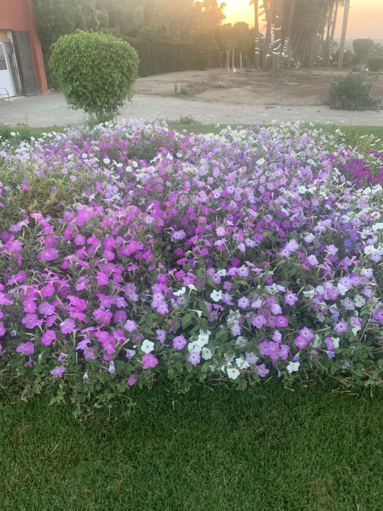 Gartenanlage SUNRISE Cardina Resort