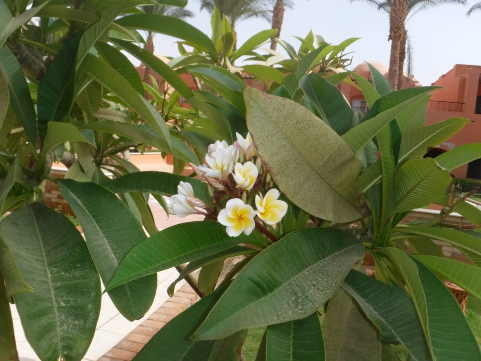 Außenansicht Jaz Makadi Oasis Resort