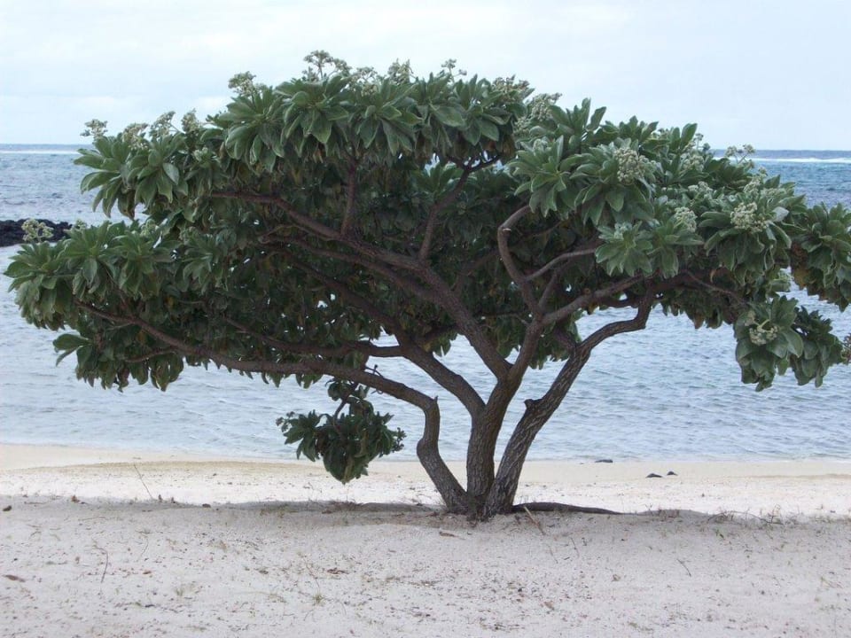 Strand Constance Belle Mare Plage