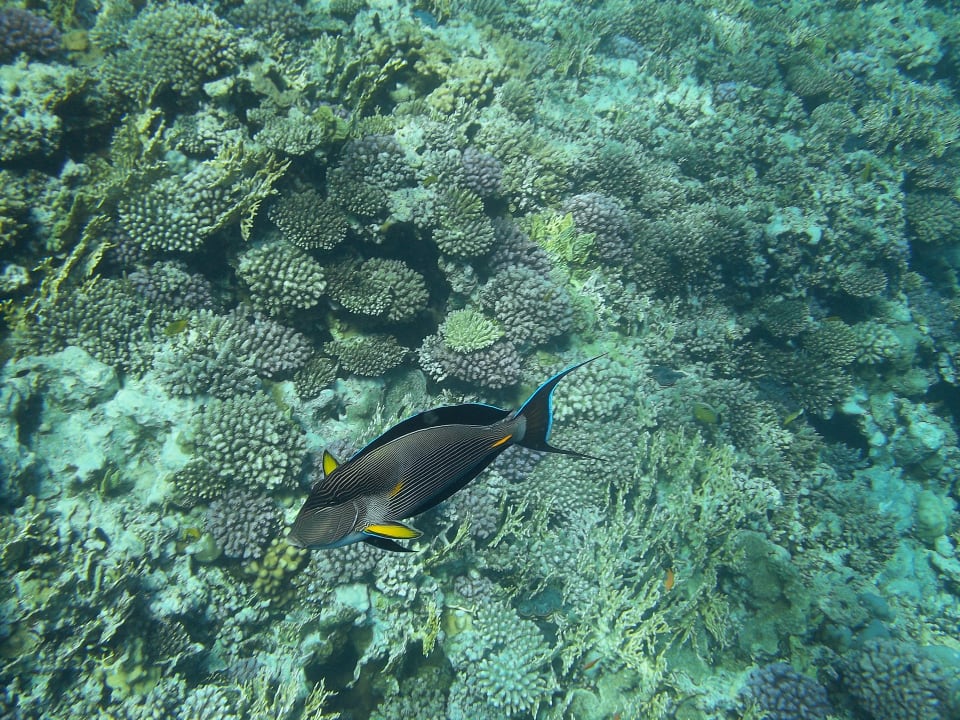 Sport & Freizeit Serenity Alpha Beach