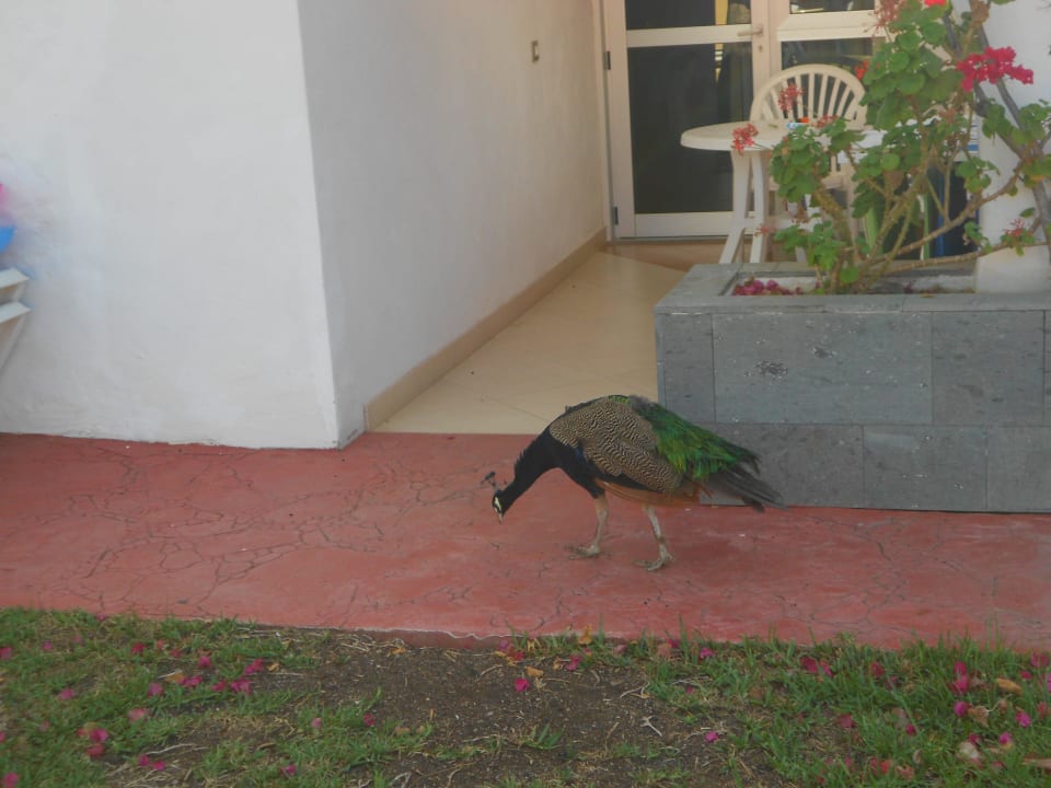Hauseigener Pfau HL Miraflor Suites Hotel