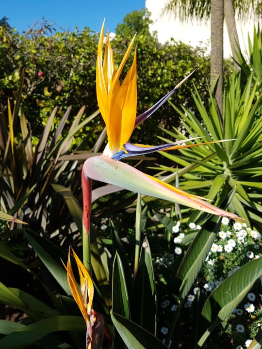 Garten PortoBay Falésia