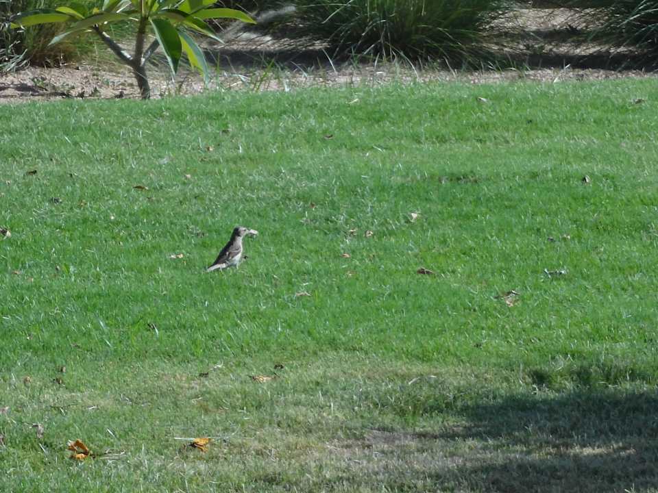 Воробышек! Землячок)))) Regency Plaza Aqua Park & Spa