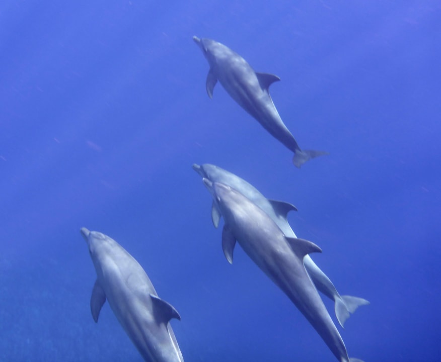 Strand Novotel Marsa Alam Beach Resort