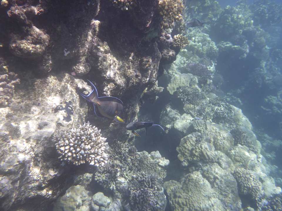 Sonstiges Sentido Reef Oasis Suakin