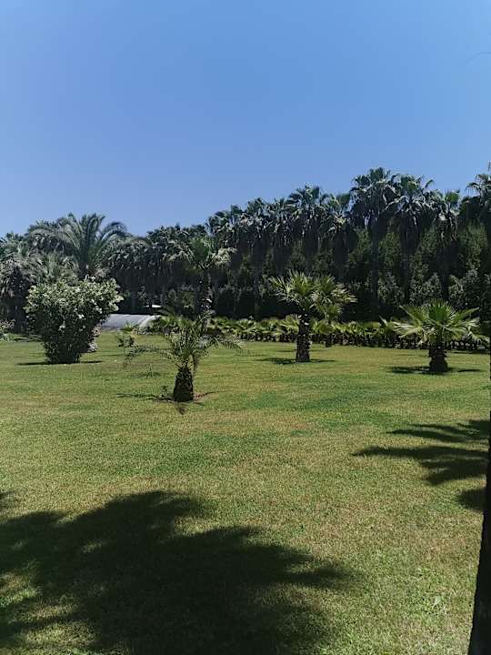 Gartenanlage Royal Atlantis Beach Hotel