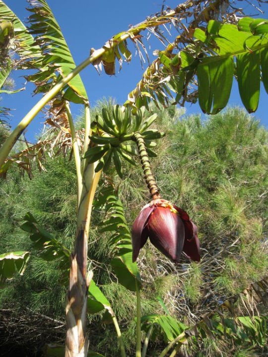 Alles Banane Voyage Belek Golf & Spa