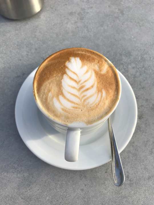 Gastro Acanthus Cennet Barut Collection