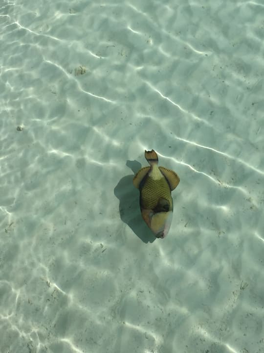 Strand Meeru Maldives Resort Island