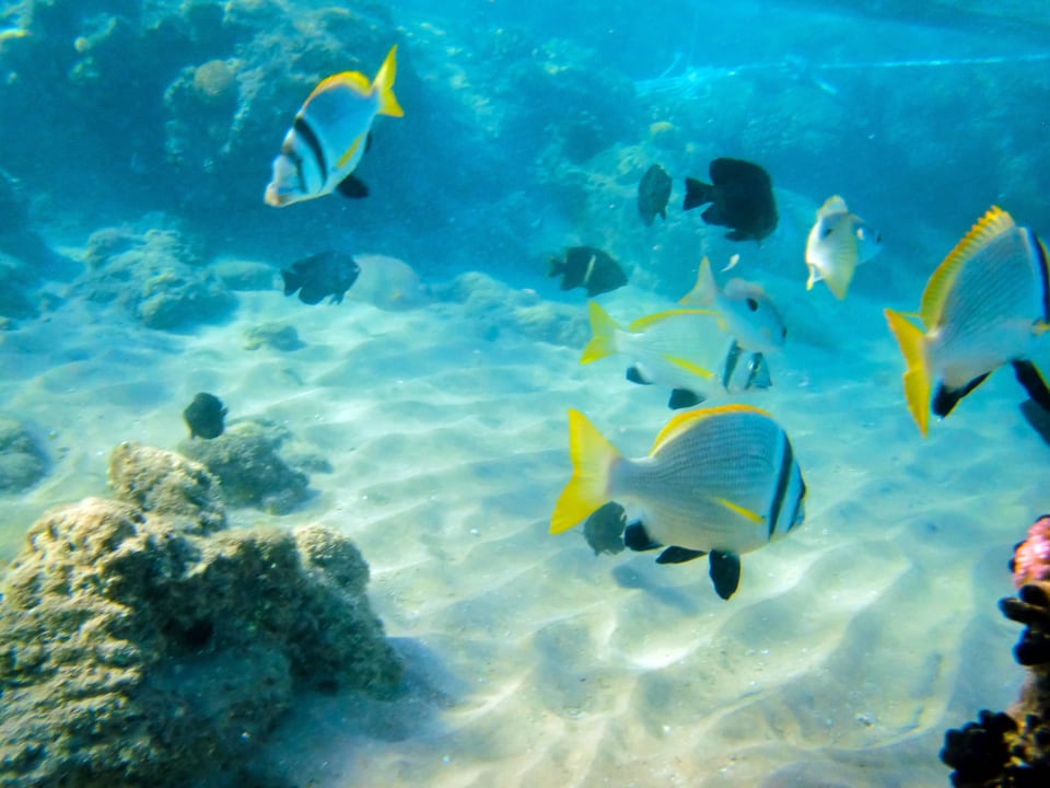 Hausriff Nachbarhotel Beach Albatros Resort