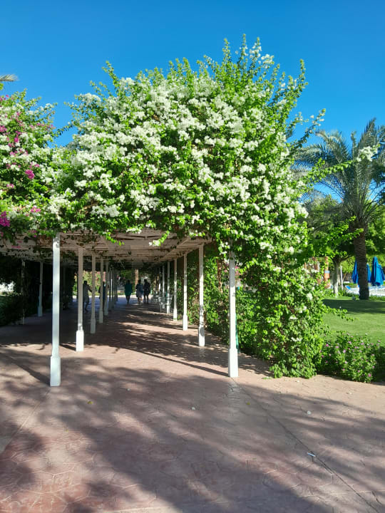 Gartenanlage Desert Rose