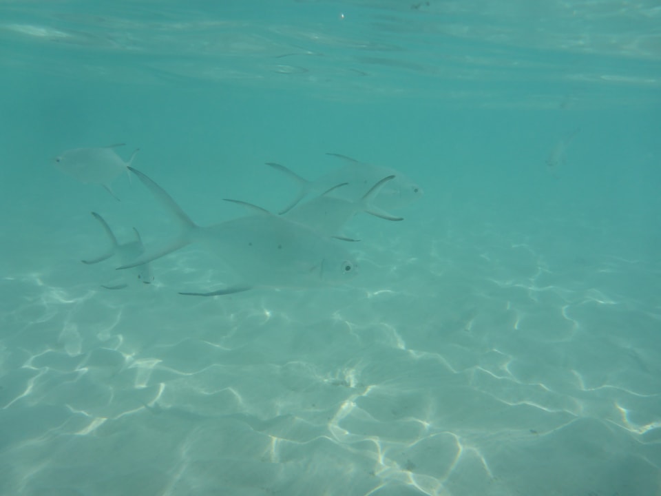 Strand Adaaran Select Meedhupparu Island Resort - Premium All Inclusive