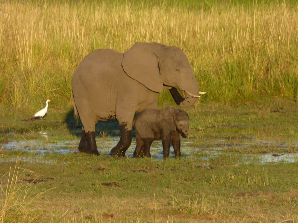Elefanten bei Flussfahrt Chobe Bush Lodge