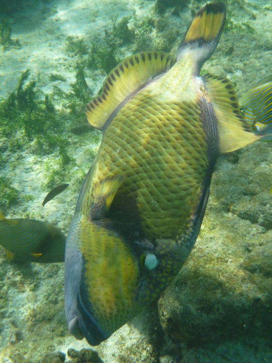 Riesendrücker Summer Island Maldives