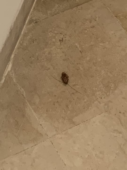 Zimmer The Orangers Beach Resort and Bungalows