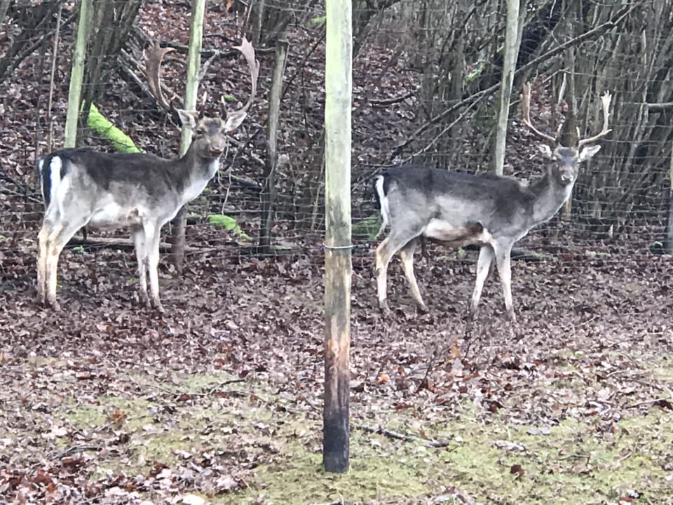 Sonstiges BollAnts Spa im Park