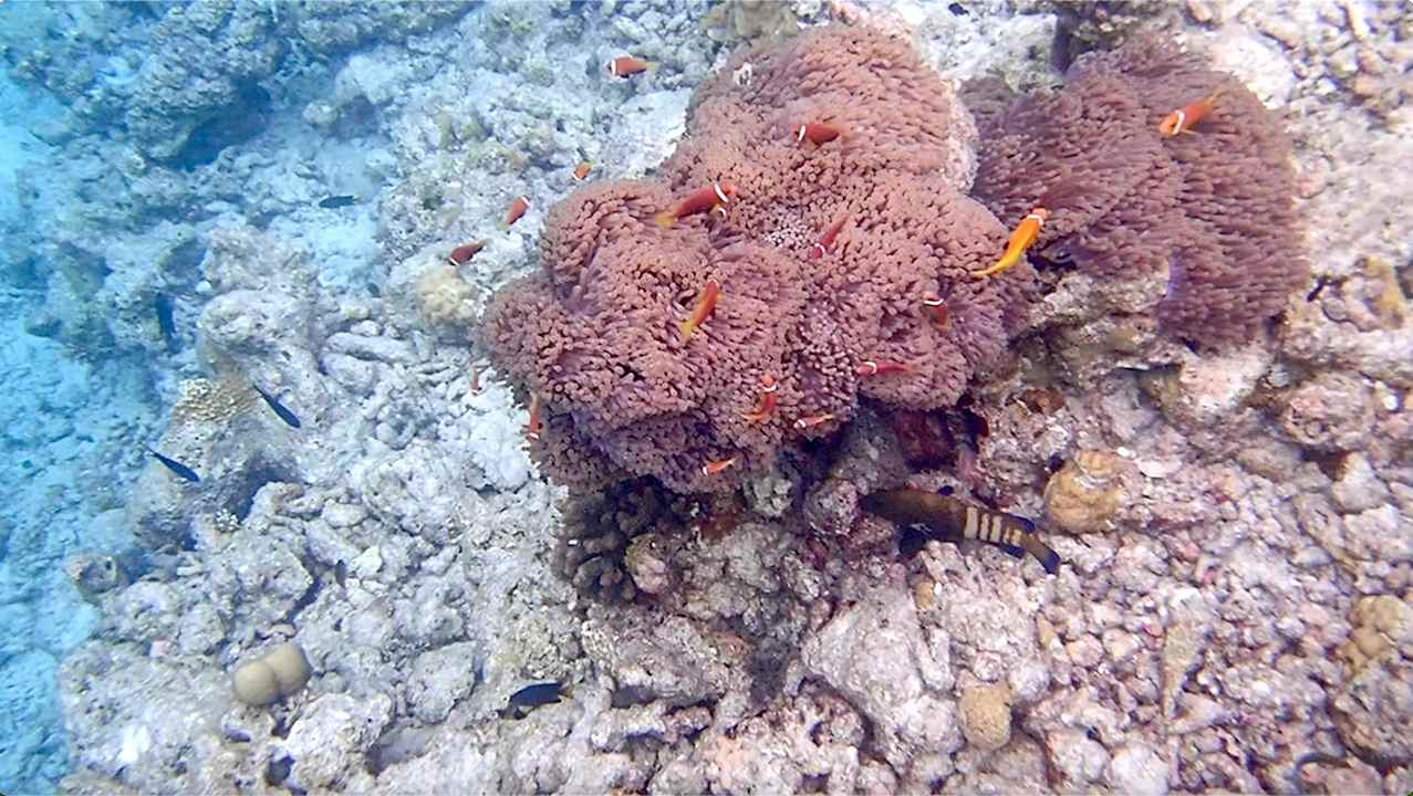 Sonstiges Vilamendhoo Island Resort & Spa