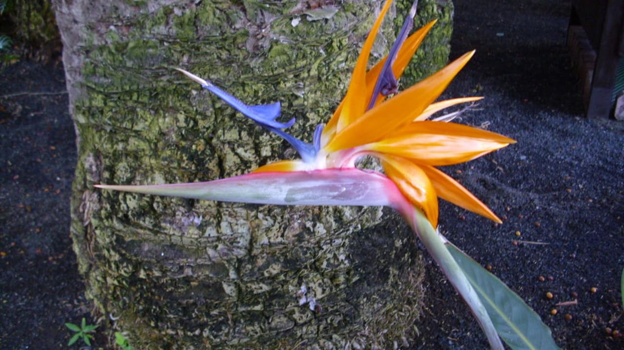 Garten Hotel Parque Tropical