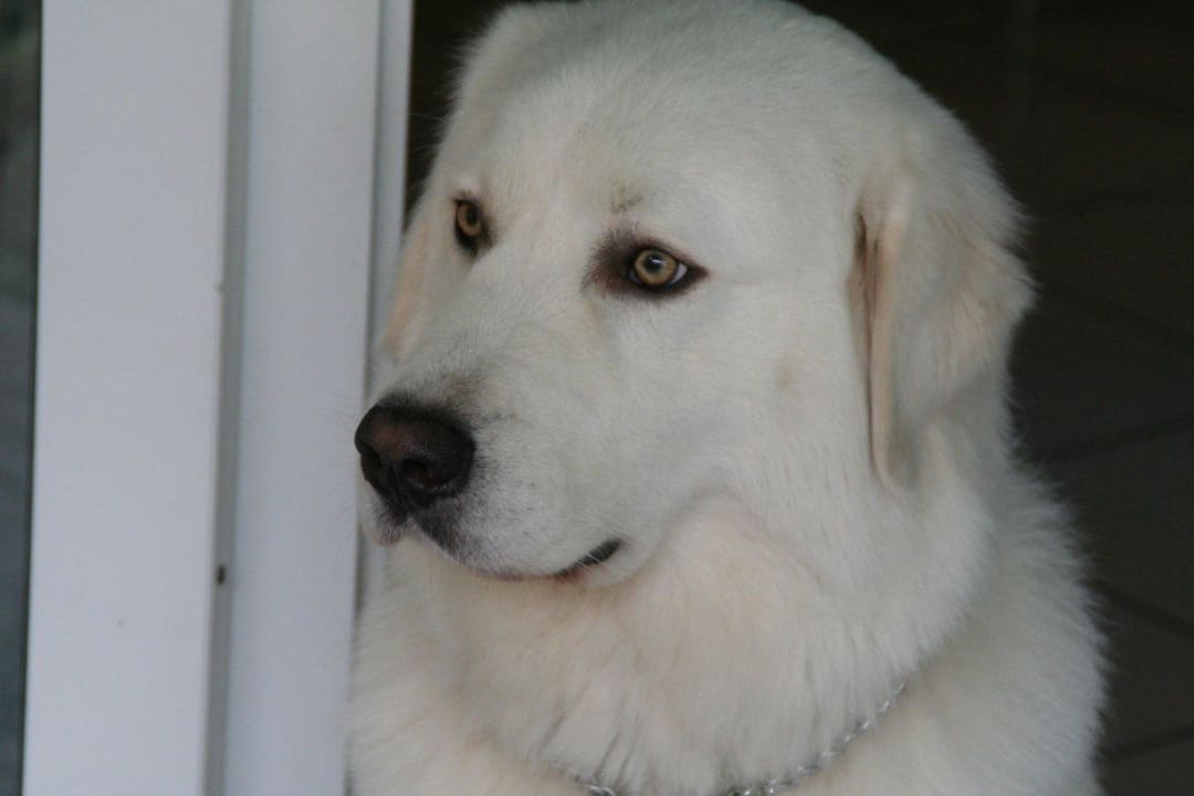 Hotelhund Roy San Domingo