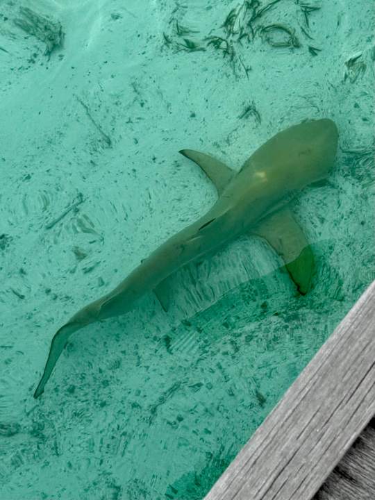 Zimmer Meeru Maldives Resort Island