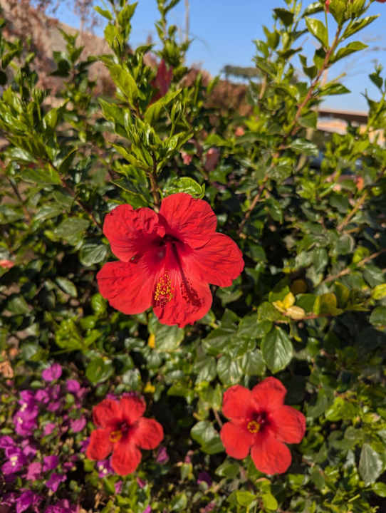 Gartenanlage Pickalbatros Villaggio Resort - Portofino