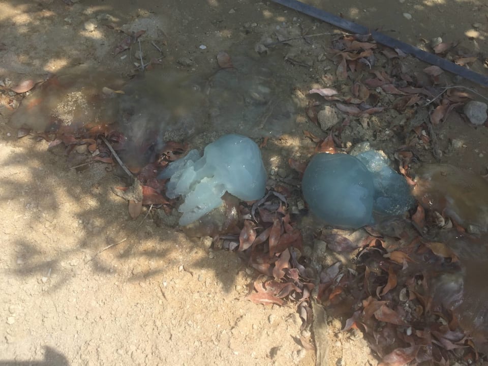 Strand Aloft Palm Jumeirah