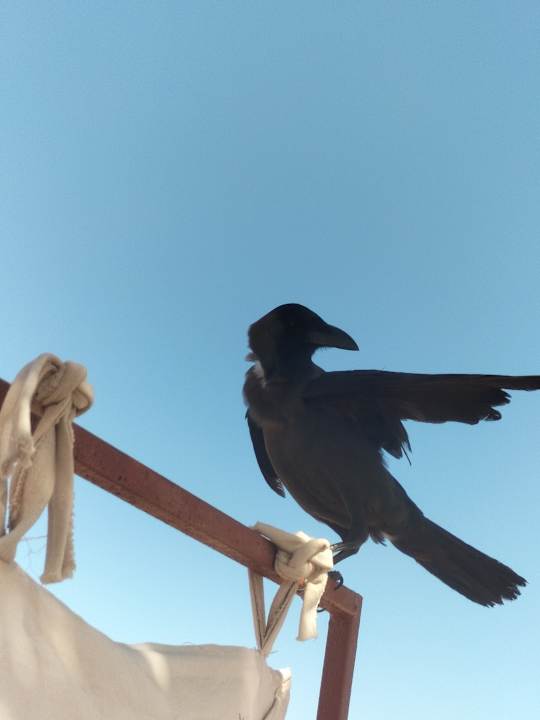 Sonstiges Shams Safaga Resort