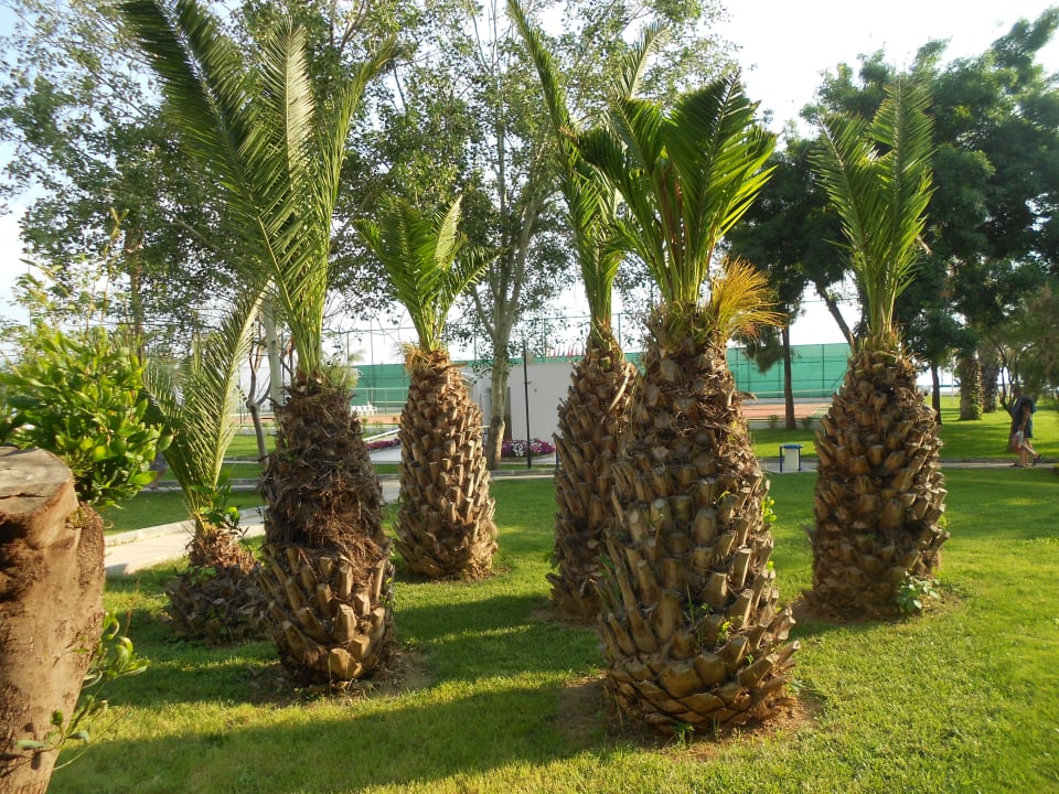 Blick von Terrasse aus Labranda Alantur Resort