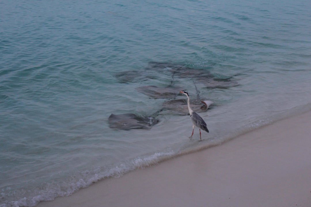 Rochenfütterung Kuramathi Maldives